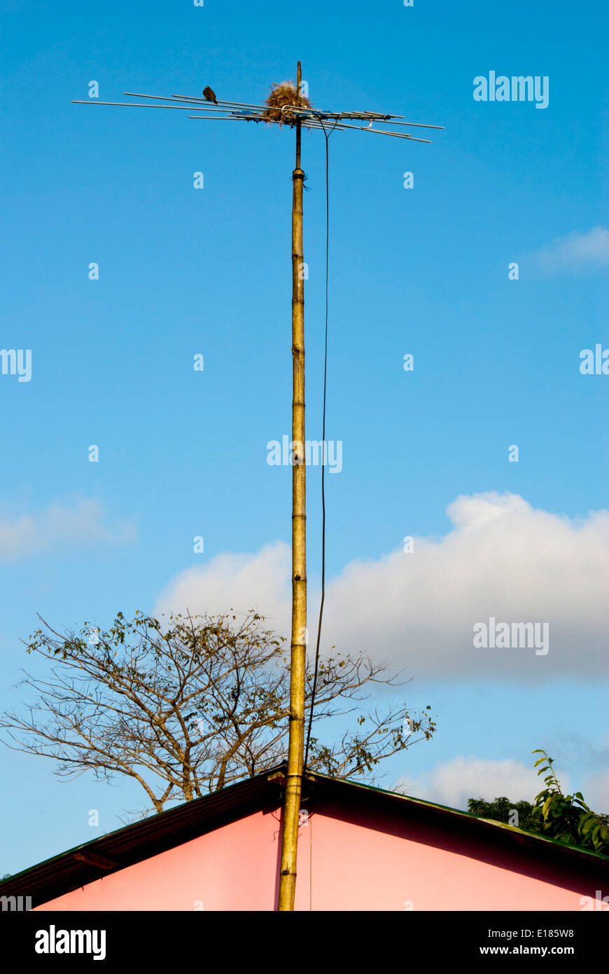 Nido di uccelli in un'antenna televisiva, .Tortuguero. PARQUE Nacional Tortuguero. COSTA ATLÁNTICA. COSTA RICA. AMERICA CENTRALE Foto Stock