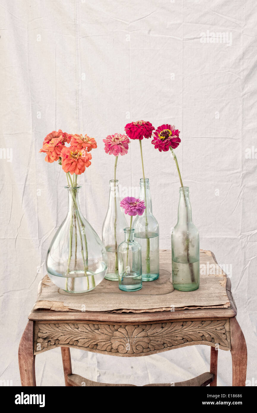 Still Life Fotografia di Zinnia fiori. Foto Stock