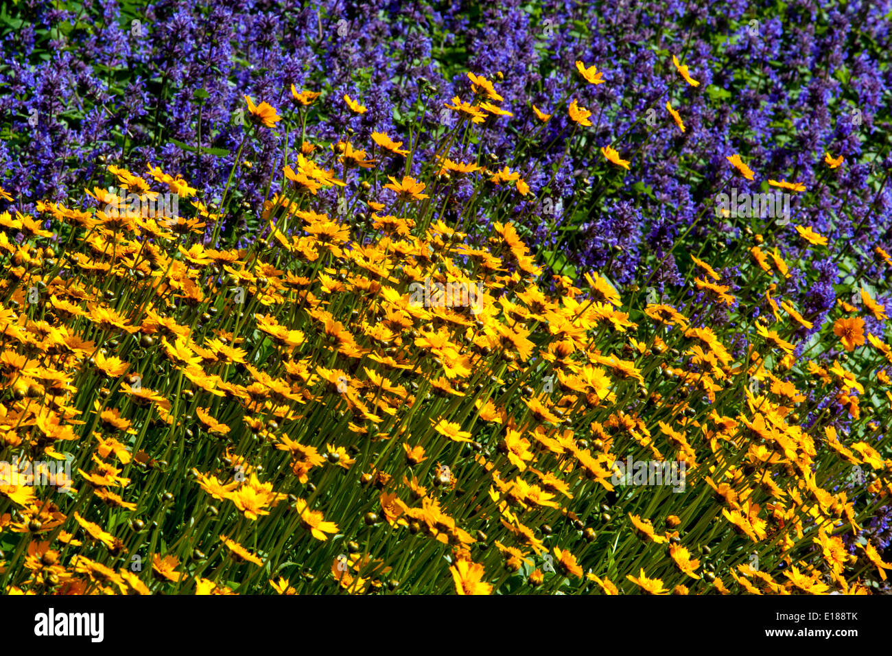 Erba gatta, nepeta, nepitella, coreopsis Foto Stock