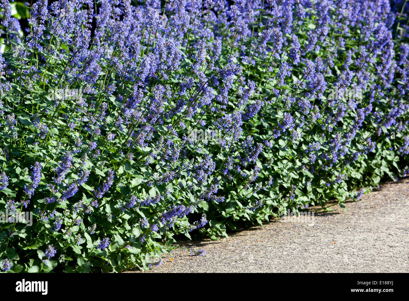 Catnip Nepeta grandiflora 'Zinser's Giant' bordo letto Foto Stock