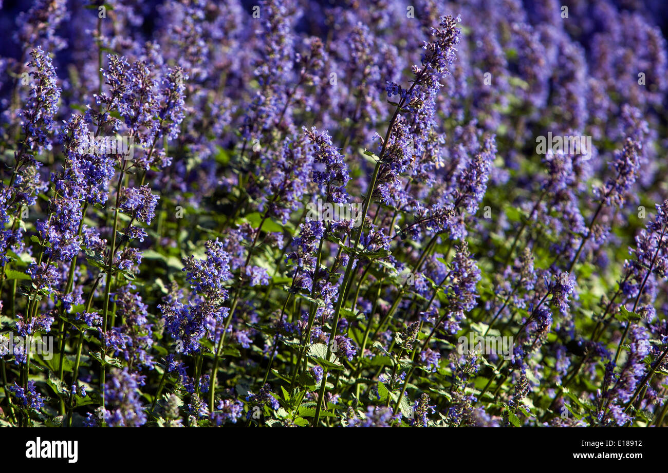 Erba gatta Nepeta grandiflora 'Zinser gigante dell' fiori blu Foto Stock