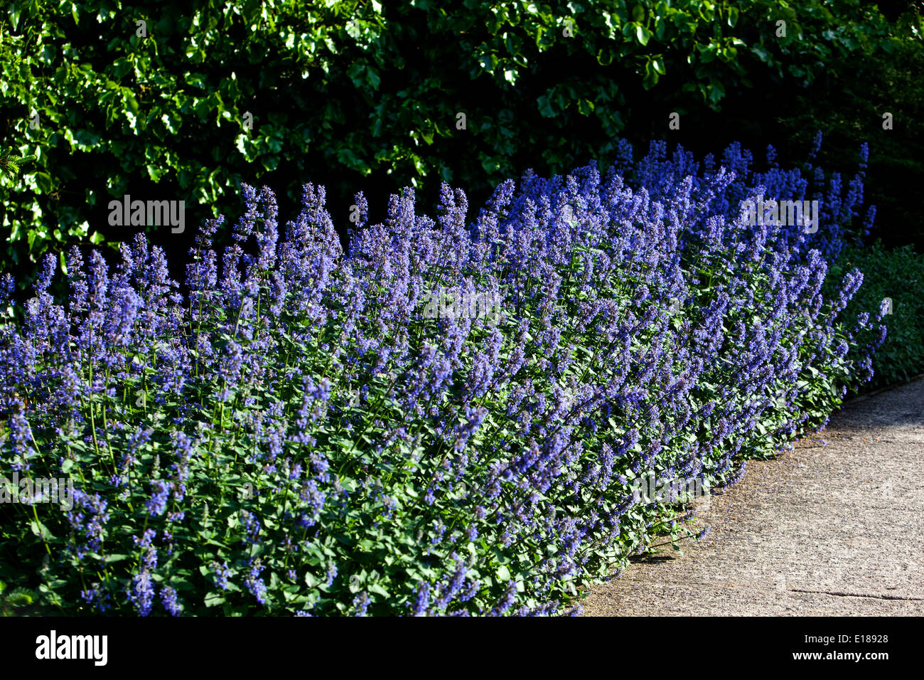 Erba gatta Nepeta grandiflora 'Zinser gigante dell' Bordo del giardino Foto Stock