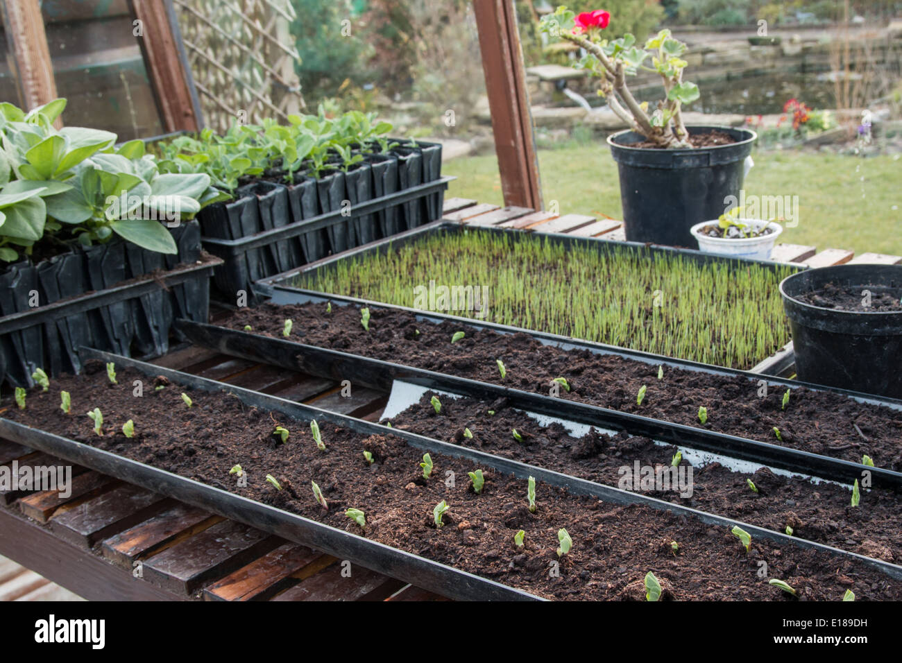 Un banco di serra che mostra piante giovani, piselli seminati in grondaie (5 di 7) Foto Stock