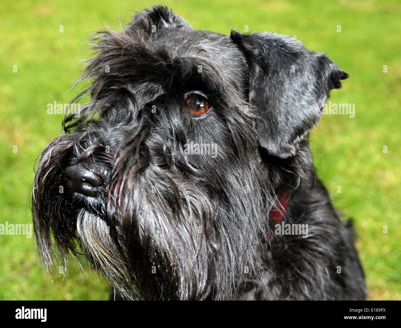 Miniatura nero Schnauzer testa di cane close up ritratto Foto Stock