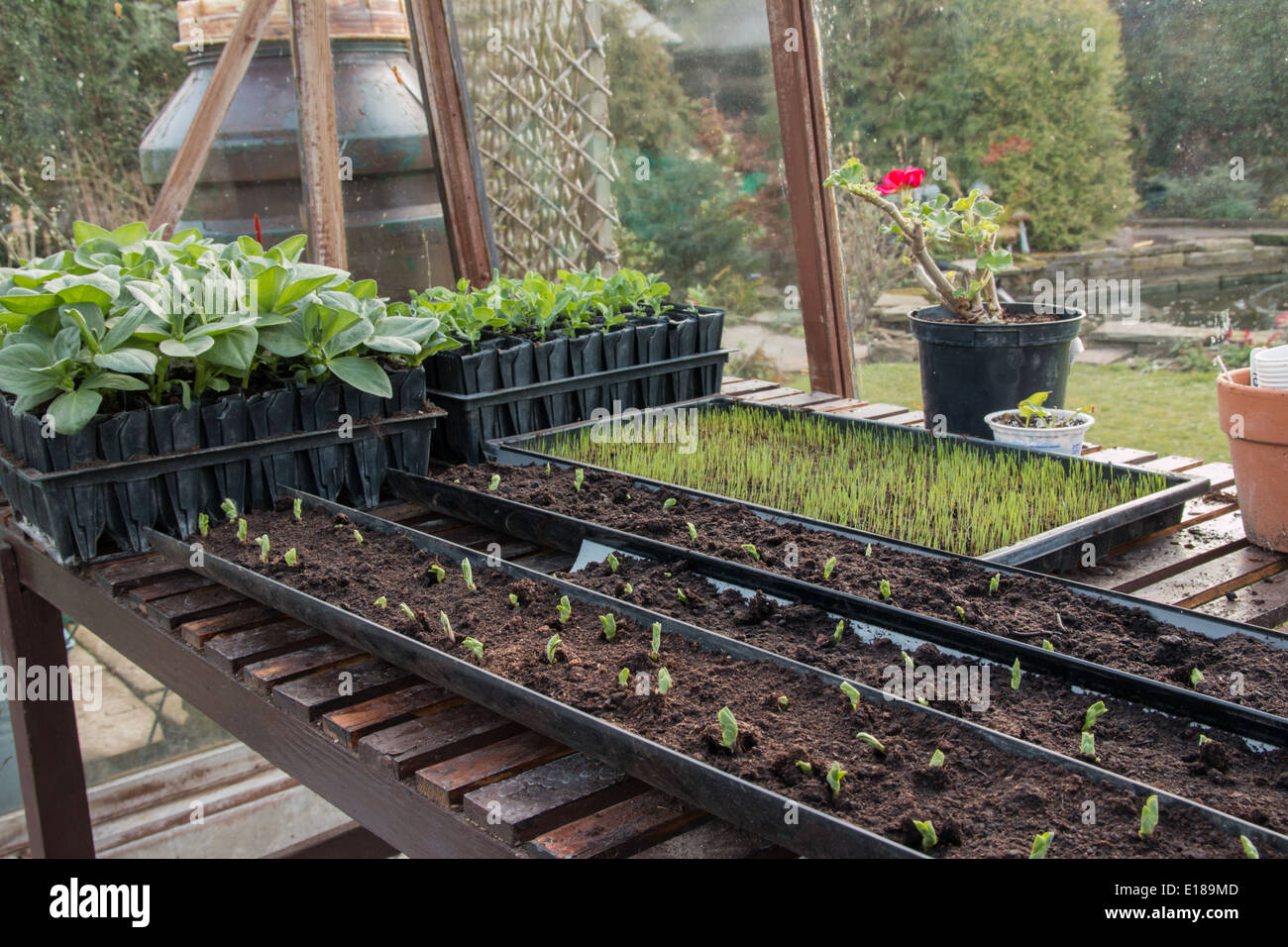 Un banco di serra che mostra piante giovani, piselli seminati in grondaie (1 di 7) Foto Stock