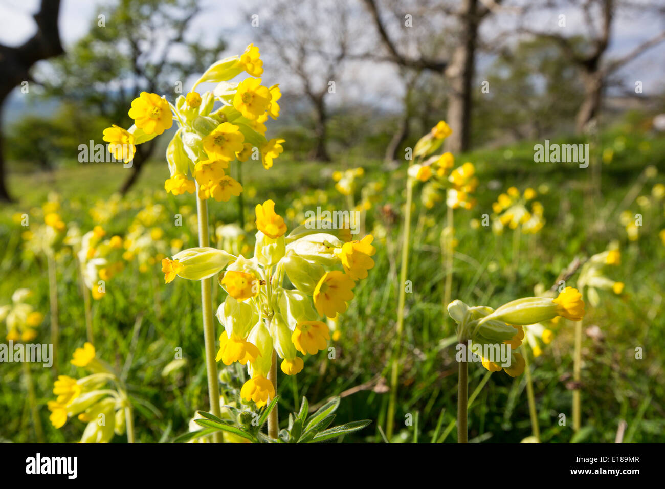 Cowslips (Primula veris) cresce su una collina calcarea in Yorkshire Dales National Park, Regno Unito. Foto Stock