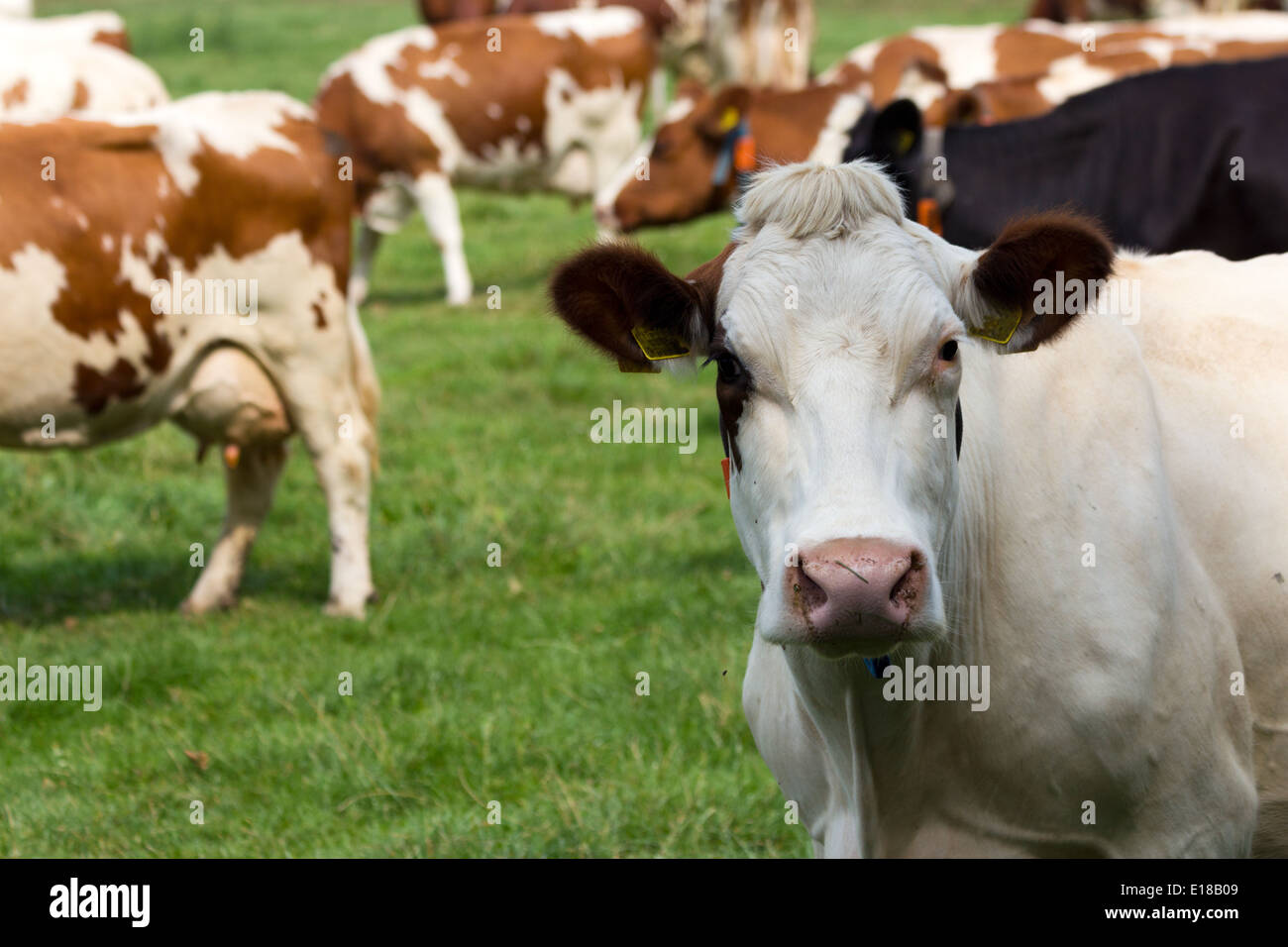 Vacche su un terreno coltivato Foto Stock