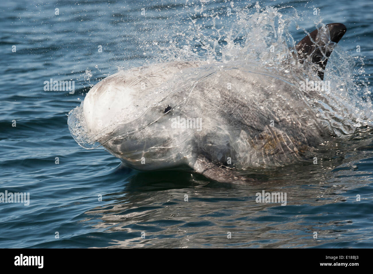 Risso (Dolphin Grampus griseus) di riporto. Monterey, California, Oceano Pacifico. Foto Stock