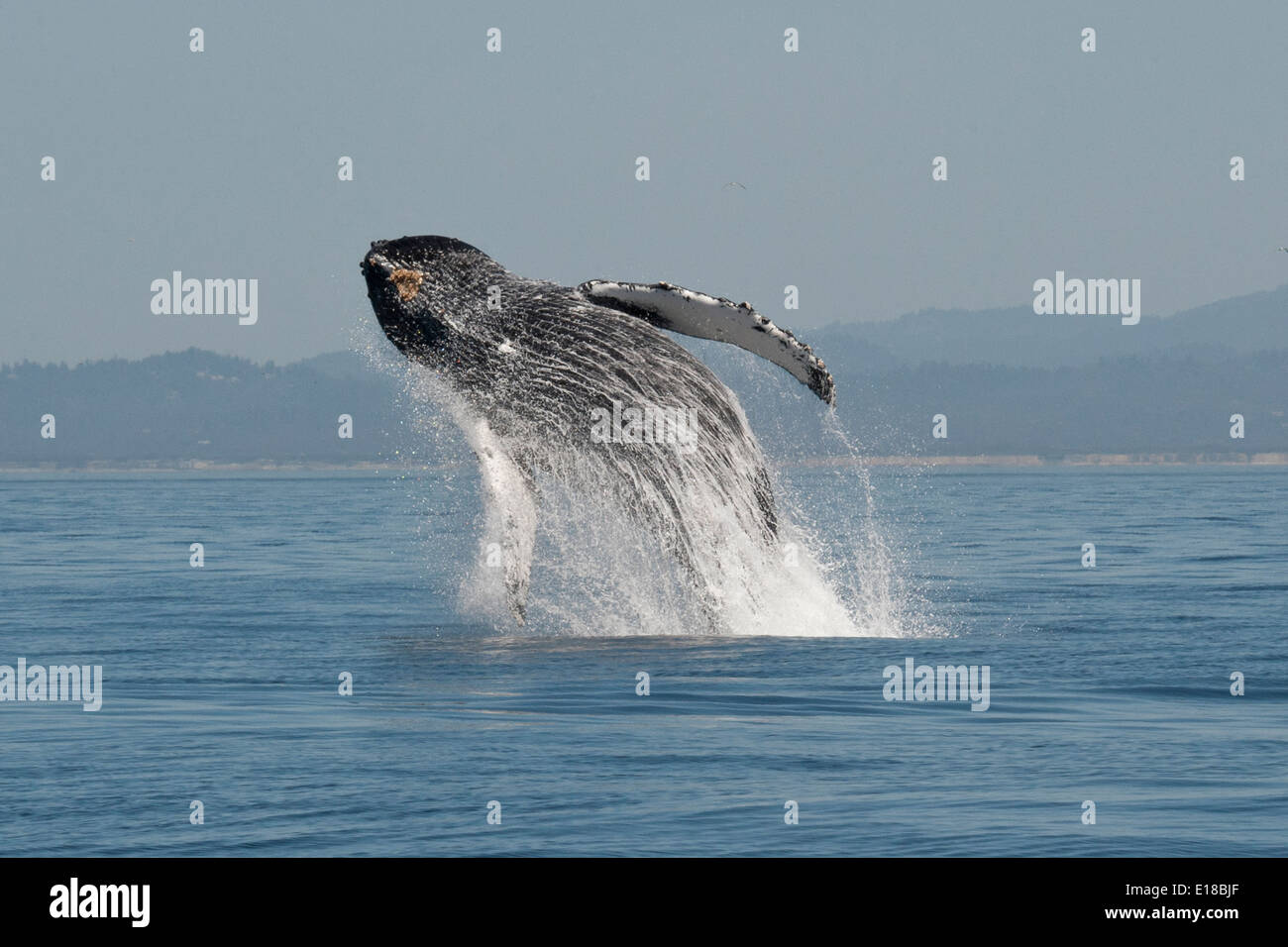 Humpback Whale (Megaptera novaeangliae) adulto violare in aria in alto. Monterey, California, Oceano Pacifico. Foto Stock