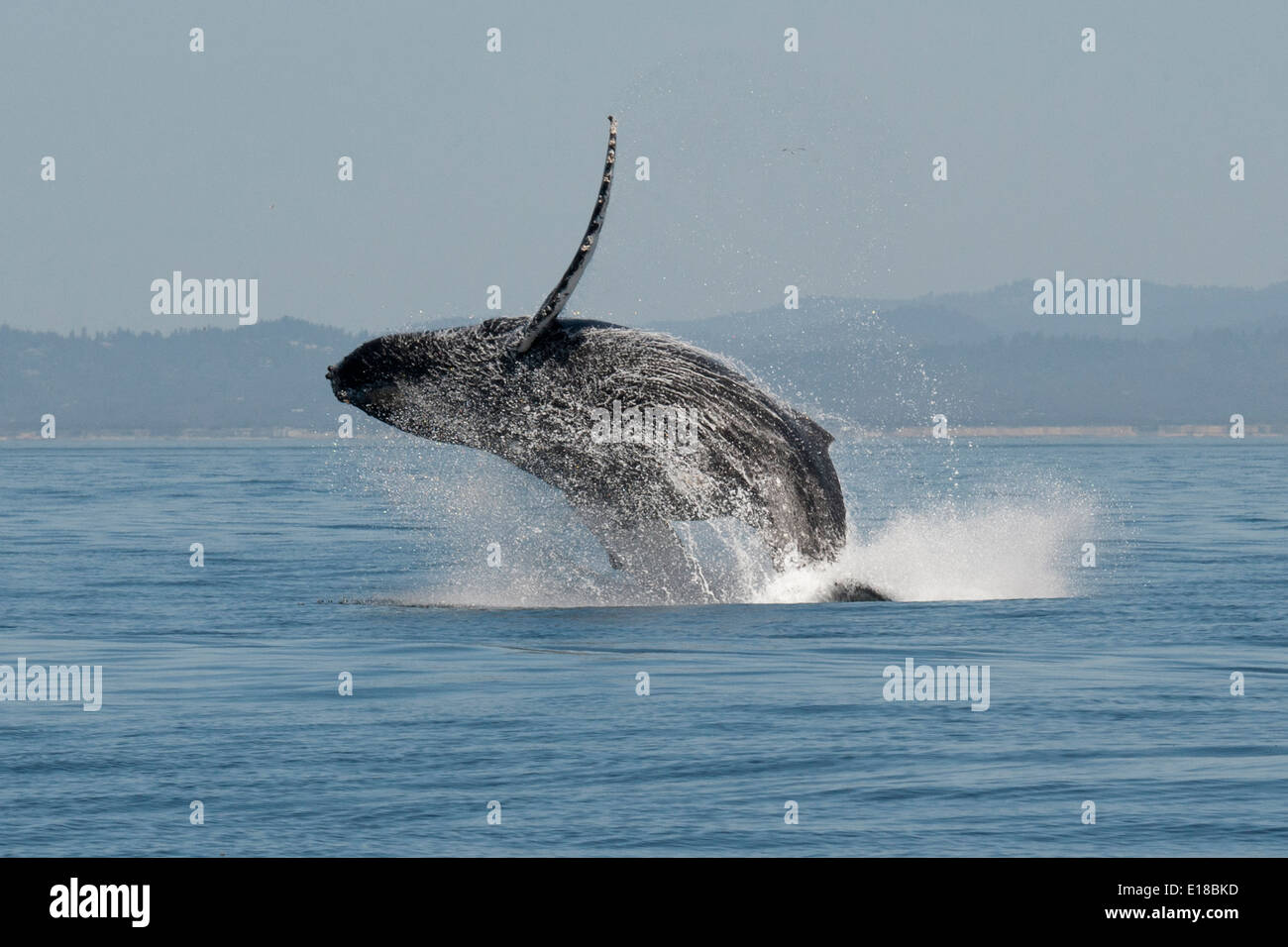 Humpback Whale (Megaptera novaeangliae) adulto violare in aria in alto. Monterey, California, Oceano Pacifico. Foto Stock