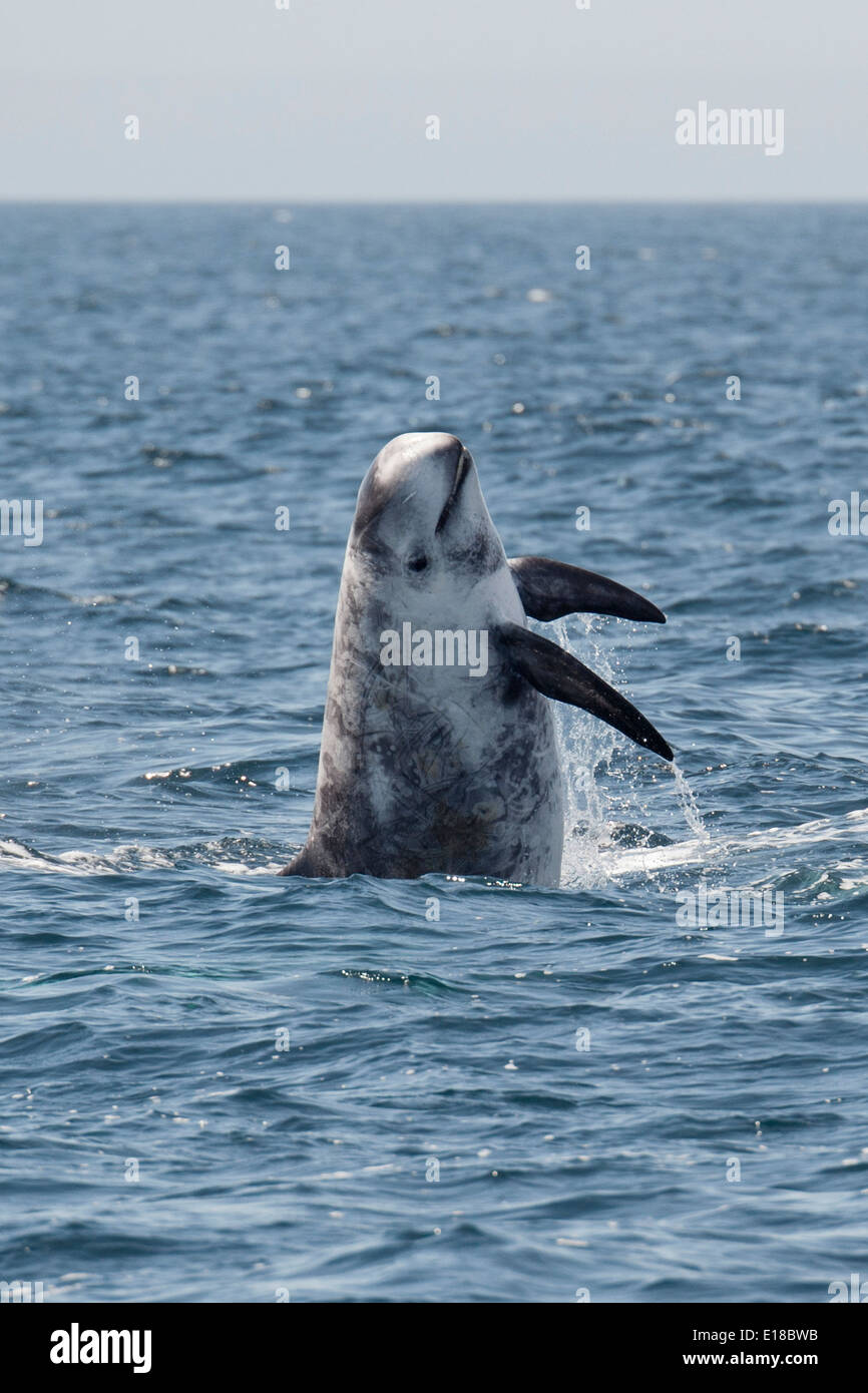 Risso (Dolphin Grampus griseus) violare. Monterey, California, Oceano Pacifico. Foto Stock
