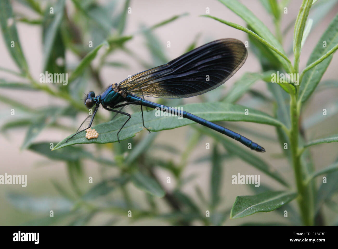Fast blue libellula con ali ripiegate sedersi sulla macchia verde e depongono le uova Foto Stock