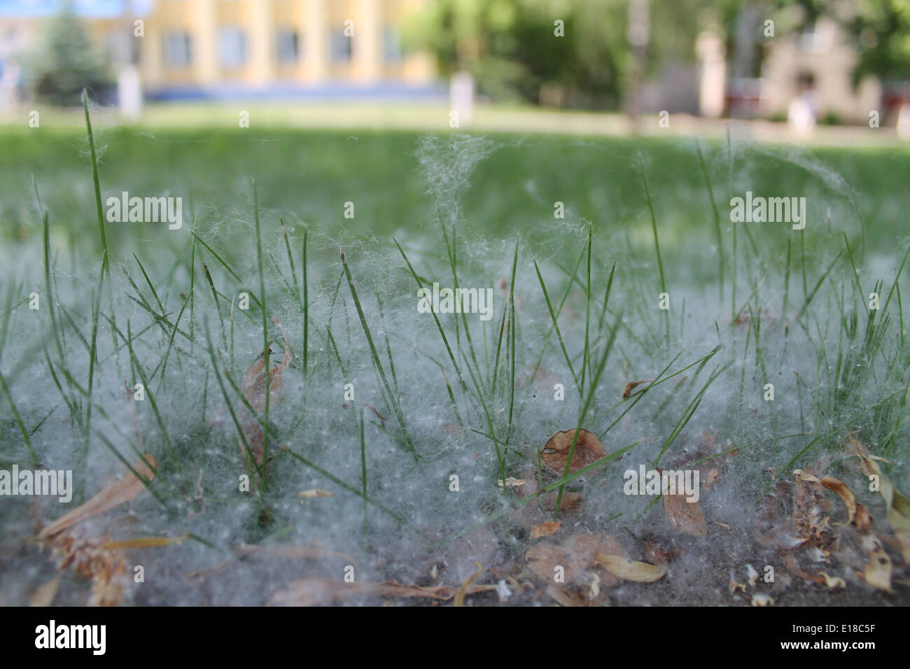 Green giovani germogli di erba che copre i vimini verso il basso Foto Stock
