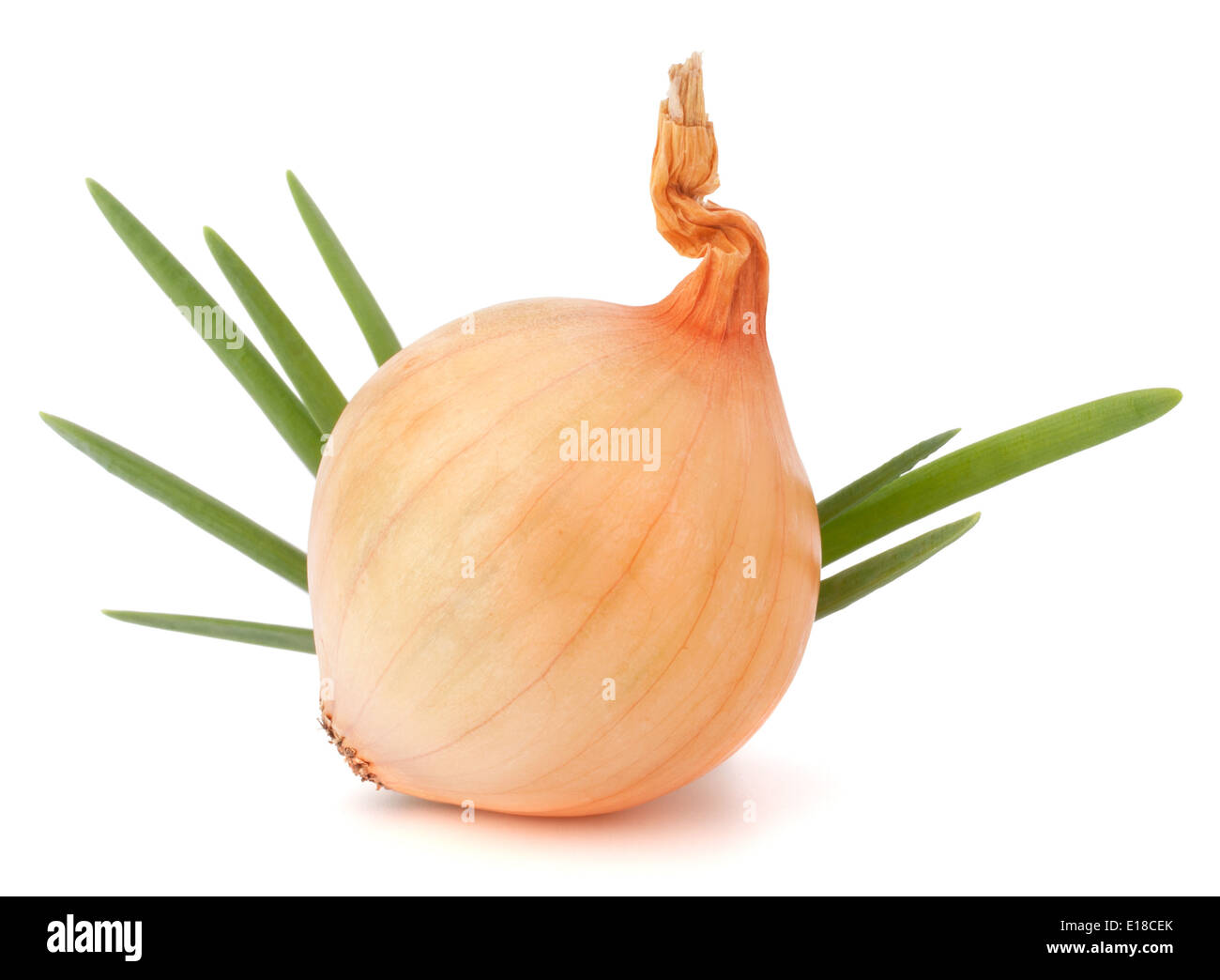 Bulbo della cipolla su sfondo bianco intaglio Foto Stock Bulbo della cipolla su sfondo bianco intaglio Foto Stock