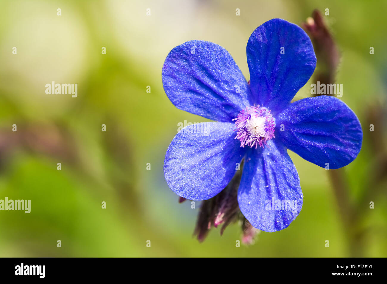 Italiane blu (Bugloss Anchusa Azurea) fiore Blossom Foto Stock