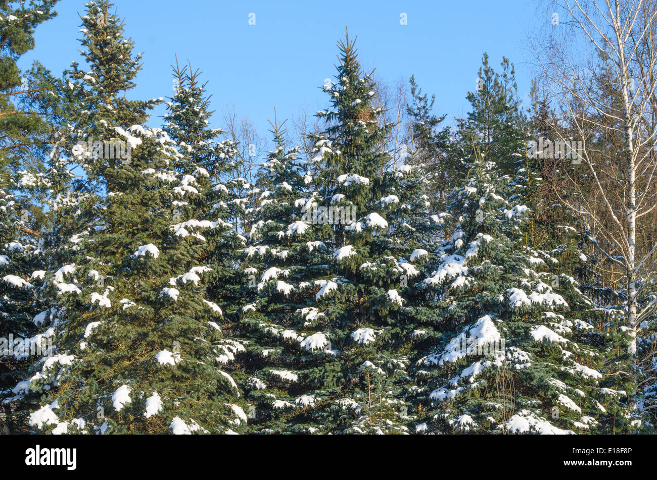 Paesaggio invernale - bosco di abeti coperti di neve Foto Stock