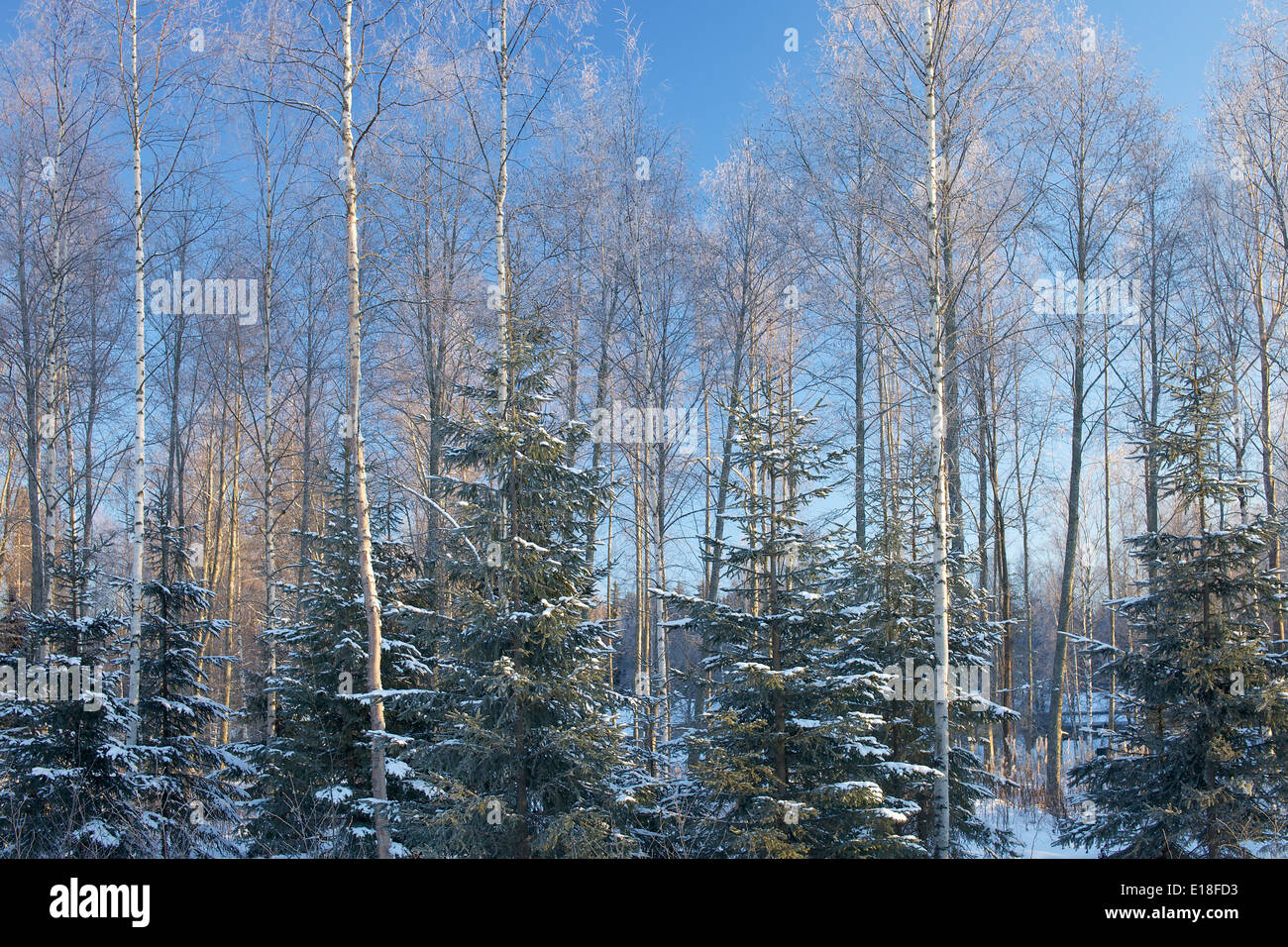 Foresta Naturale vista in Finlandia in inverno con betulle e abeti giovani alberi. Foto Stock