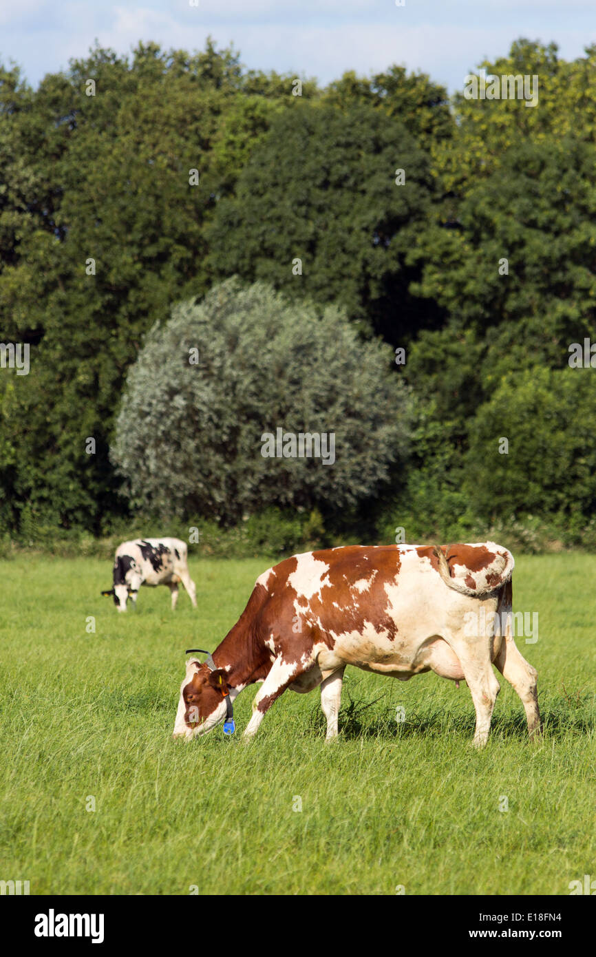 Vacche su un terreno coltivato Foto Stock
