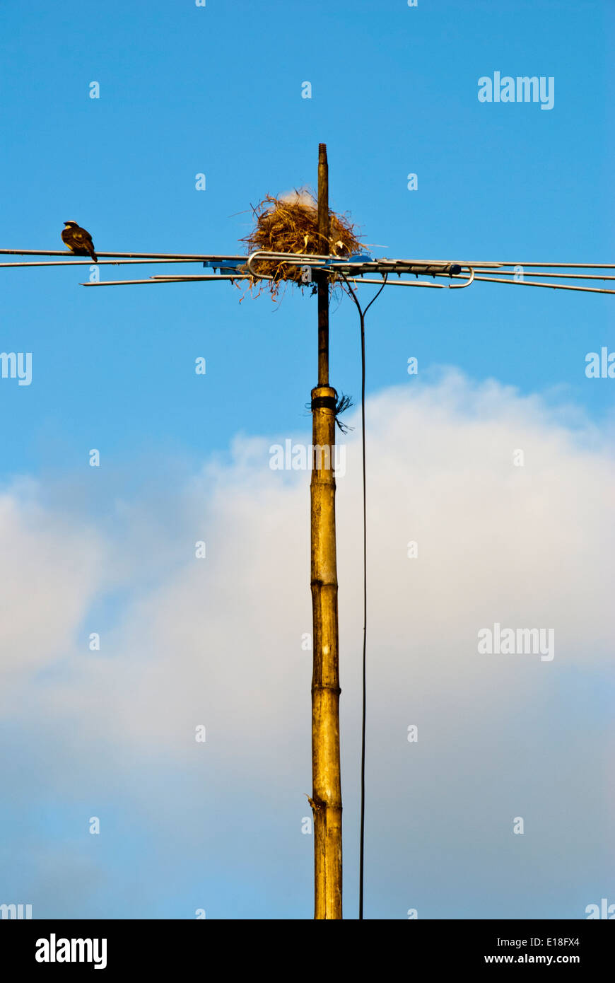 Nido di uccelli in un'antenna televisiva, .Tortuguero. PARQUE Nacional Tortuguero. COSTA ATLÁNTICA. COSTA RICA. AMERICA CENTRALE Foto Stock