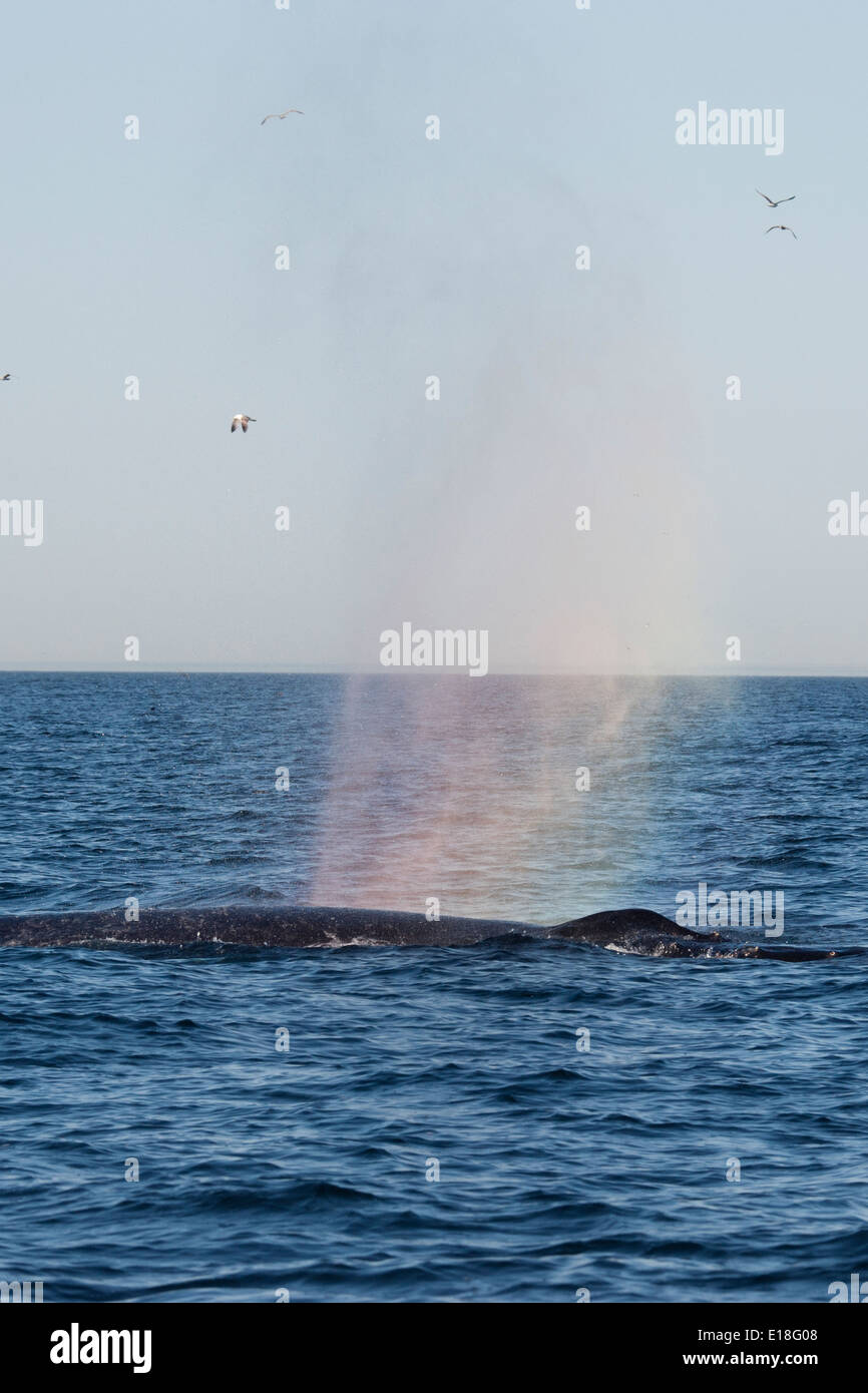 Humpback Whale (Megaptera novaeangliae) pioggia-colpo. Monterey, California, Oceano Pacifico. Foto Stock