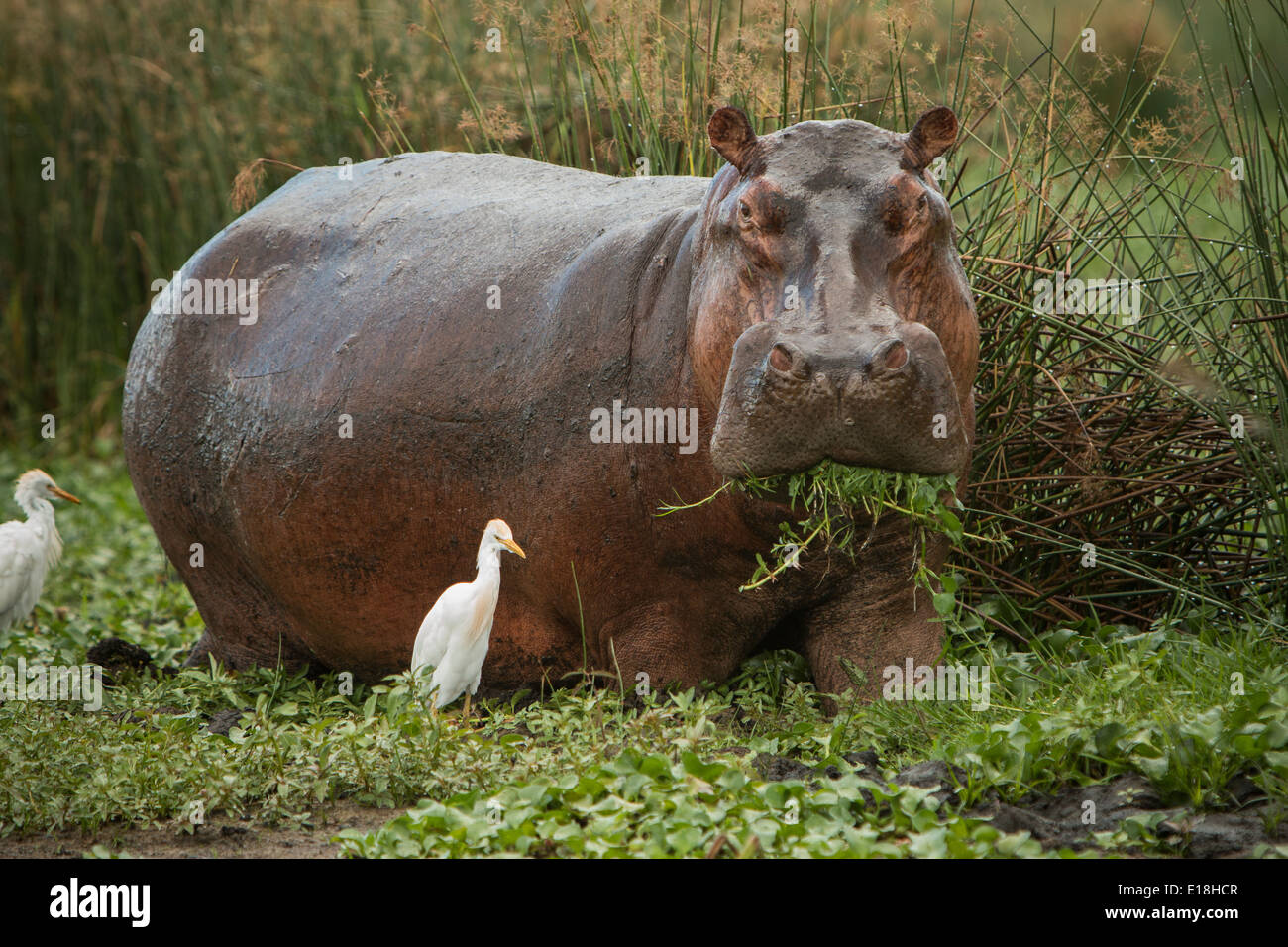 Ippopotamo a Murchison Falls National Park, Uganda, Africa orientale. Foto Stock