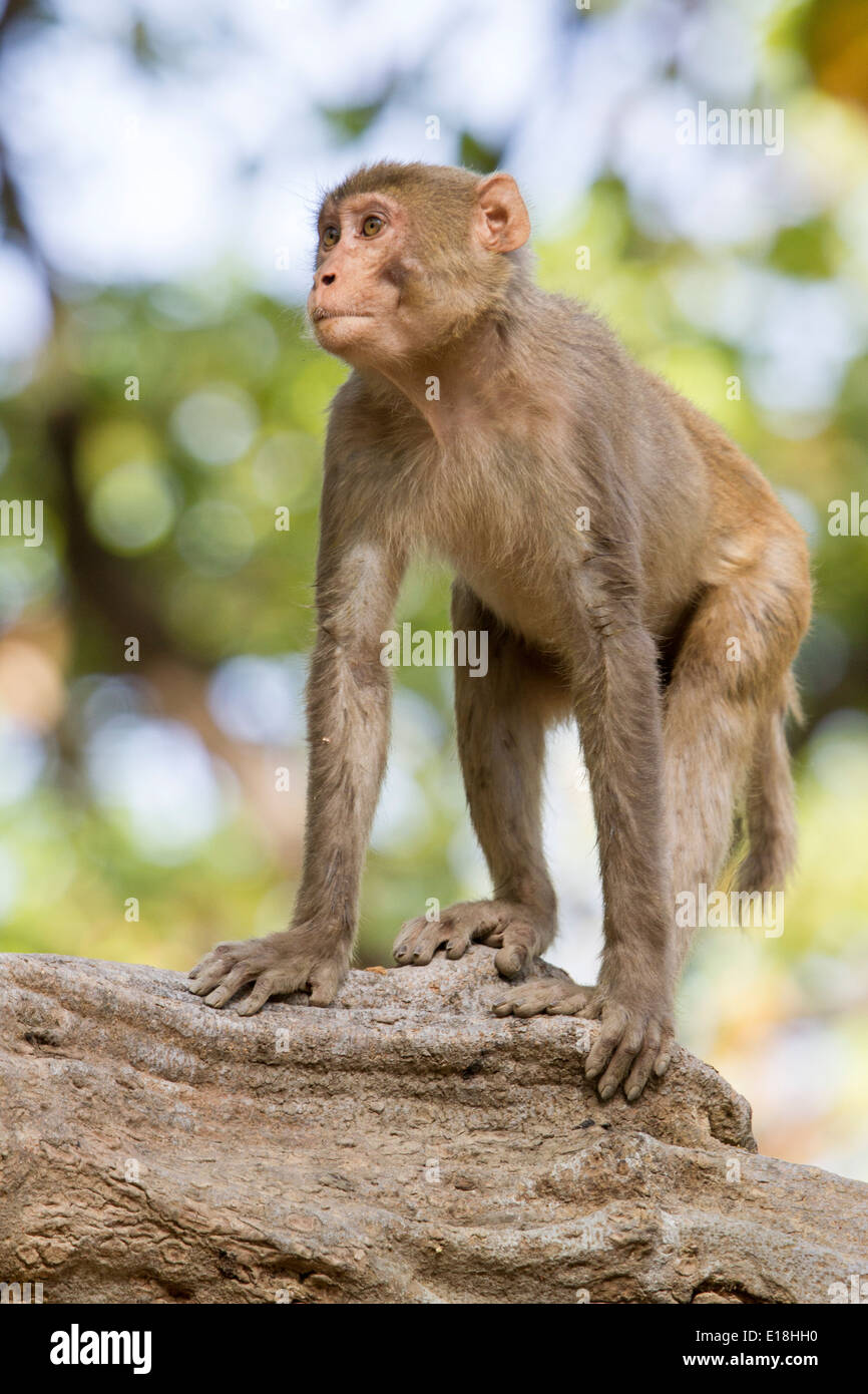 Scimmia rhesus in bandhavgarh national park, Madhya Pradesh, India, Asia Foto Stock