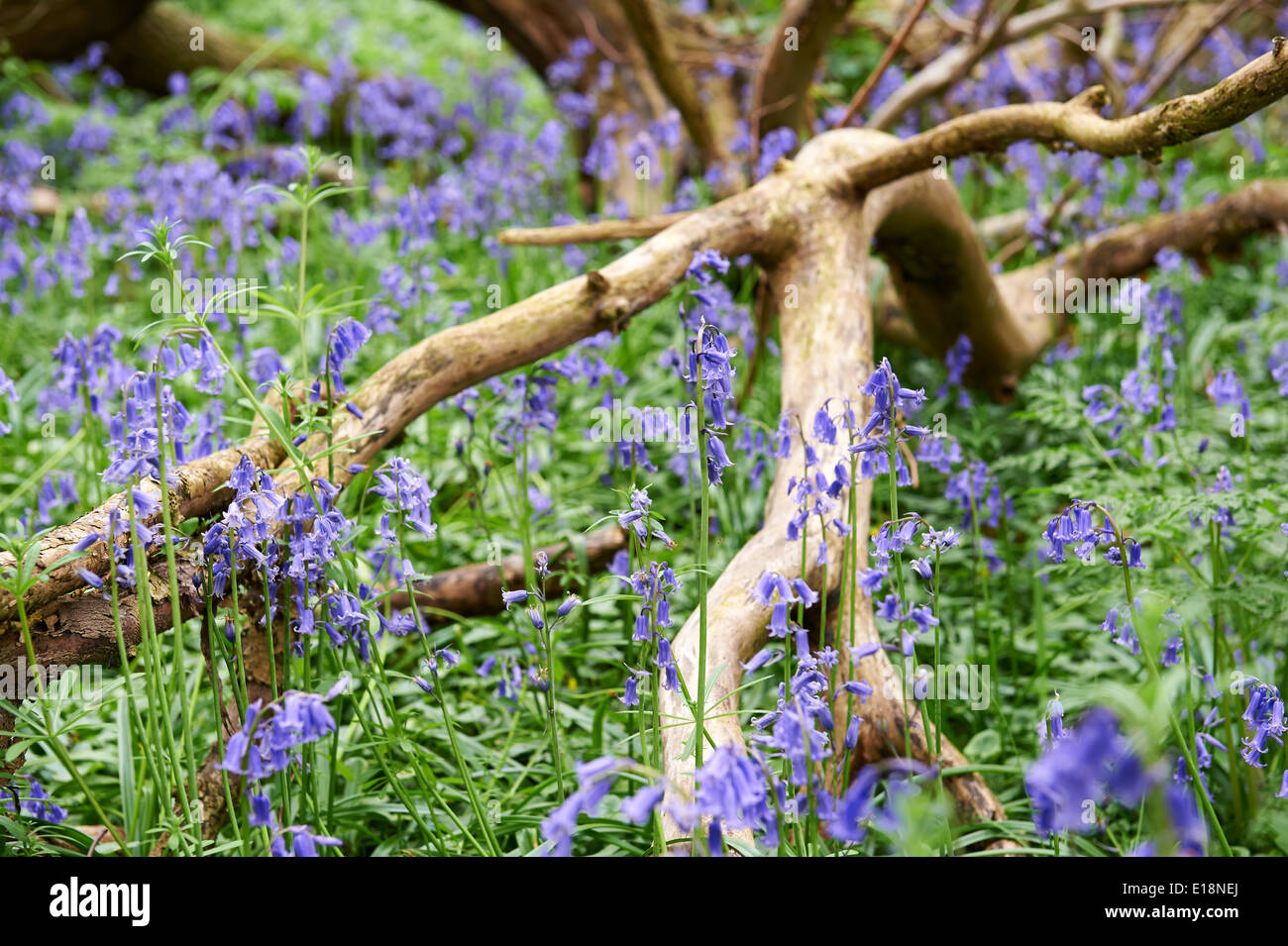 Bluebells (Hyacinthoides non scripta) in inglese bosco selvatico Foto Stock