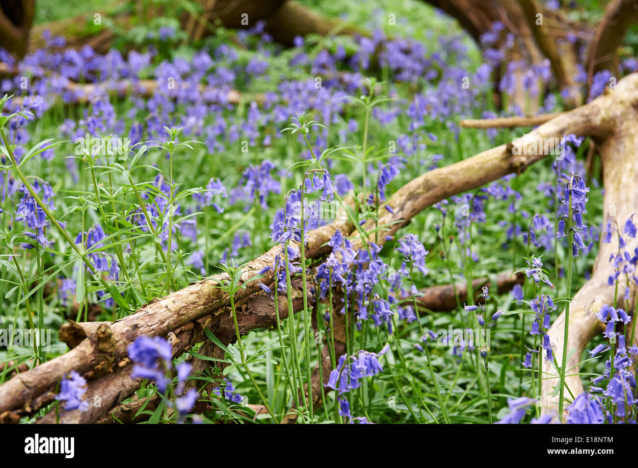 Bluebells (Hyacinthoides non scripta) in inglese bosco selvatico Foto Stock