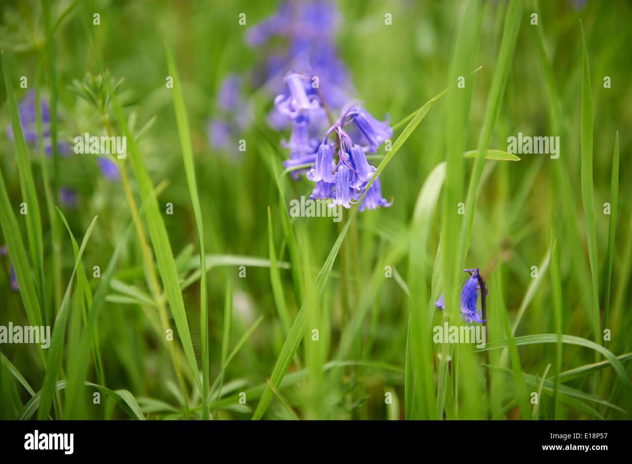 Bluebells (Hyacinthoides non scripta) in inglese bosco selvatico Foto Stock