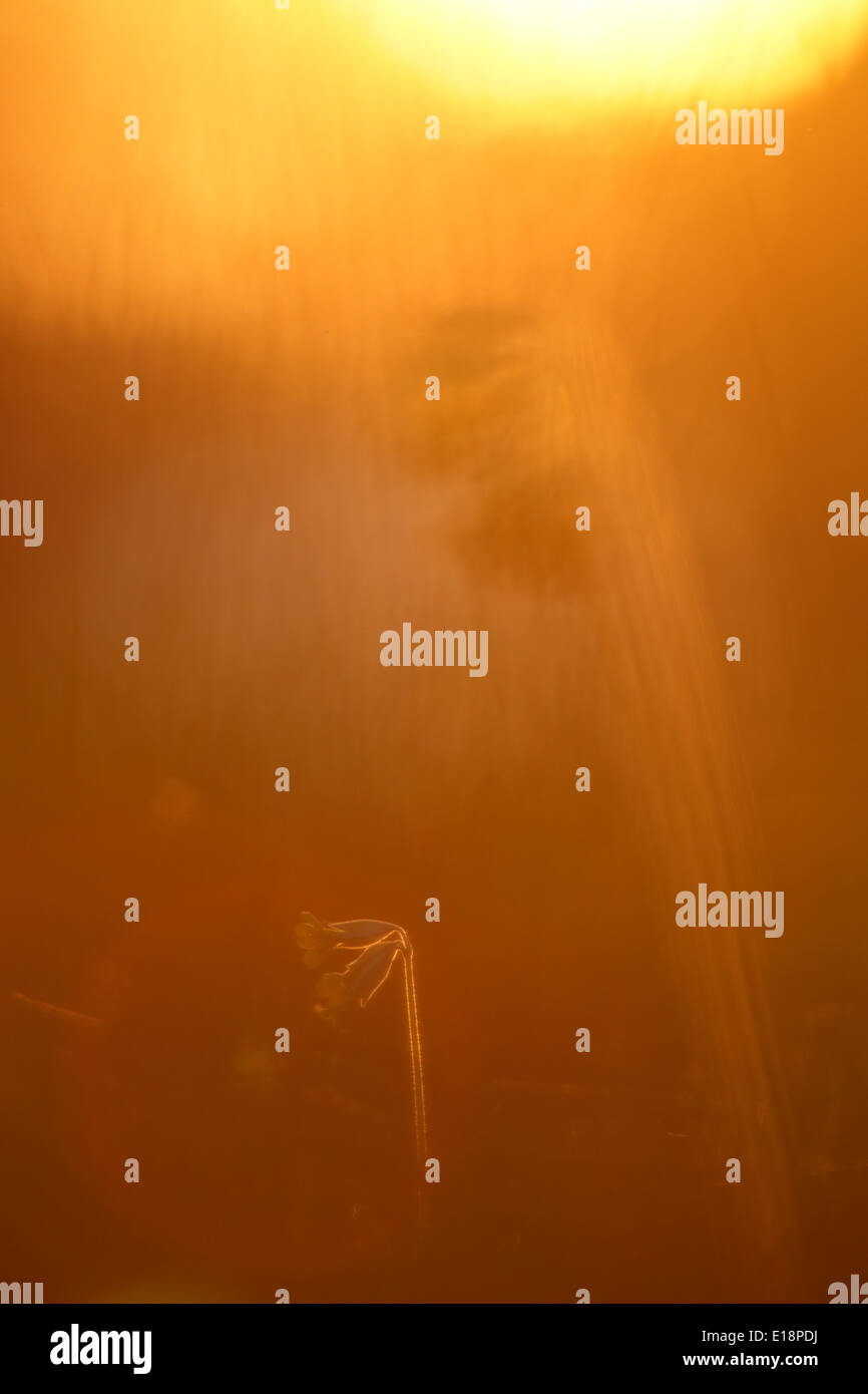 Wild Cowslips (Primula veris) al tramonto Foto Stock