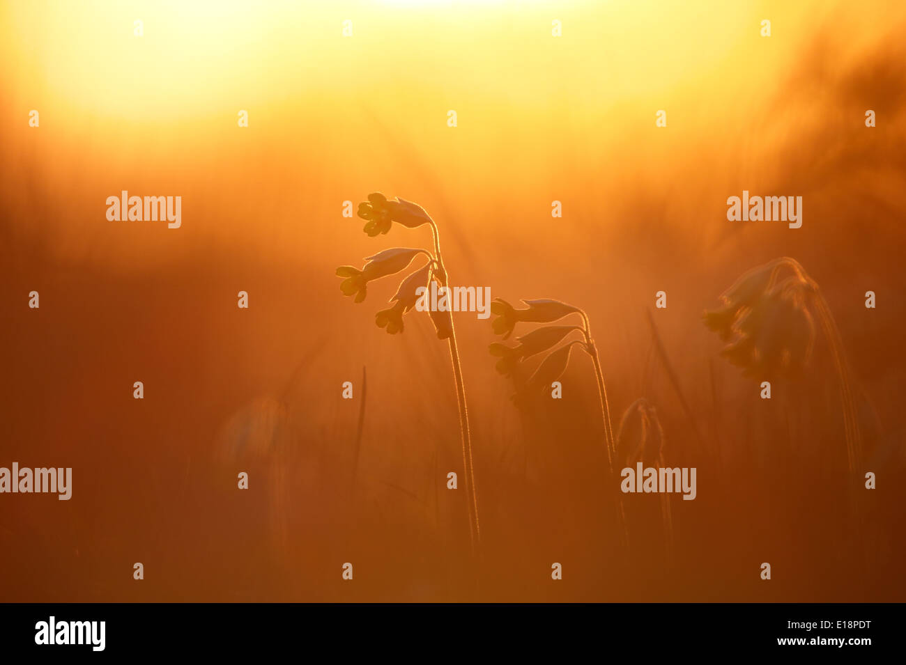 Wild Cowslips (Primula veris) al tramonto Foto Stock