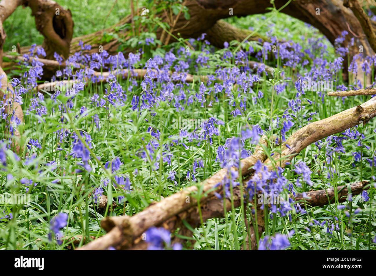 Bluebells (Hyacinthoides non scripta) in inglese bosco selvatico Foto Stock