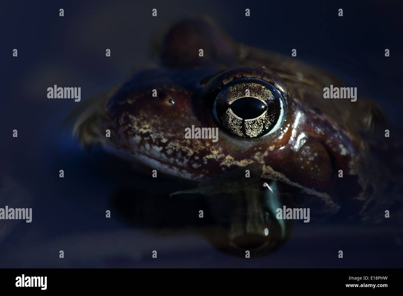 Ritratto di rana comune (Rana temporaria) prese in wild. Europa Foto Stock