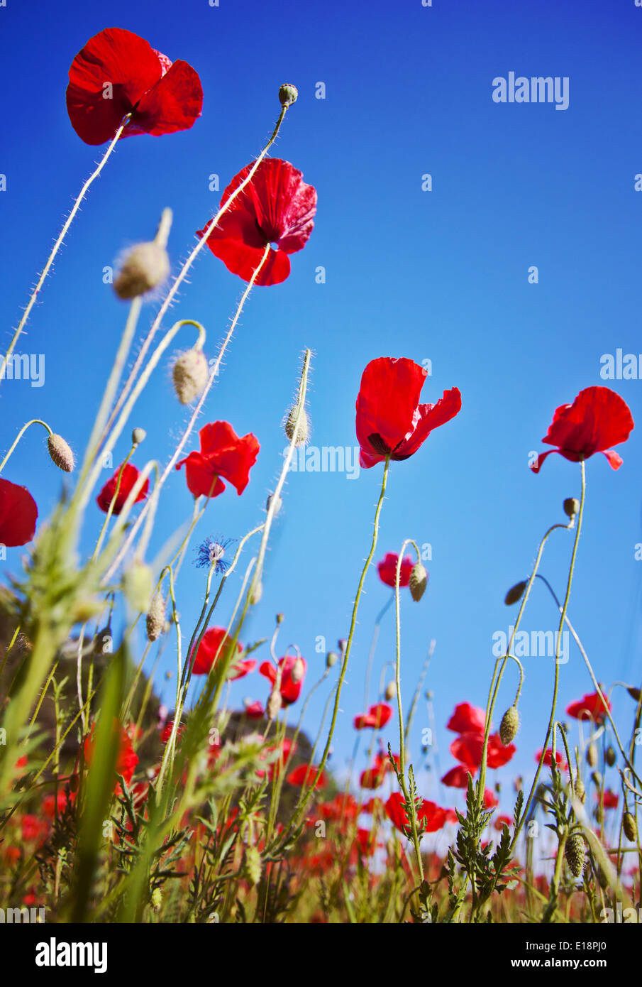 Mais campo di papavero Foto Stock
