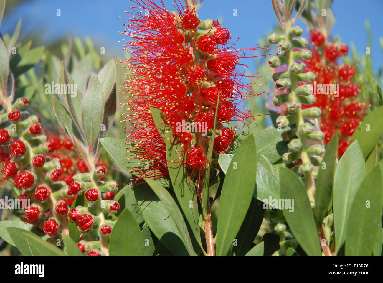 Grevillea fioritura in primavera Foto Stock