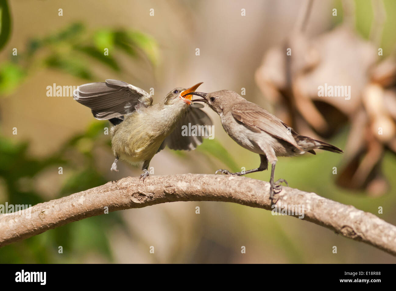 Palestina femmina Sunbird o Northern arancio-tufted Sunbird (Cinnyris oseus) alimenta un giovane hatchling. Foto Stock