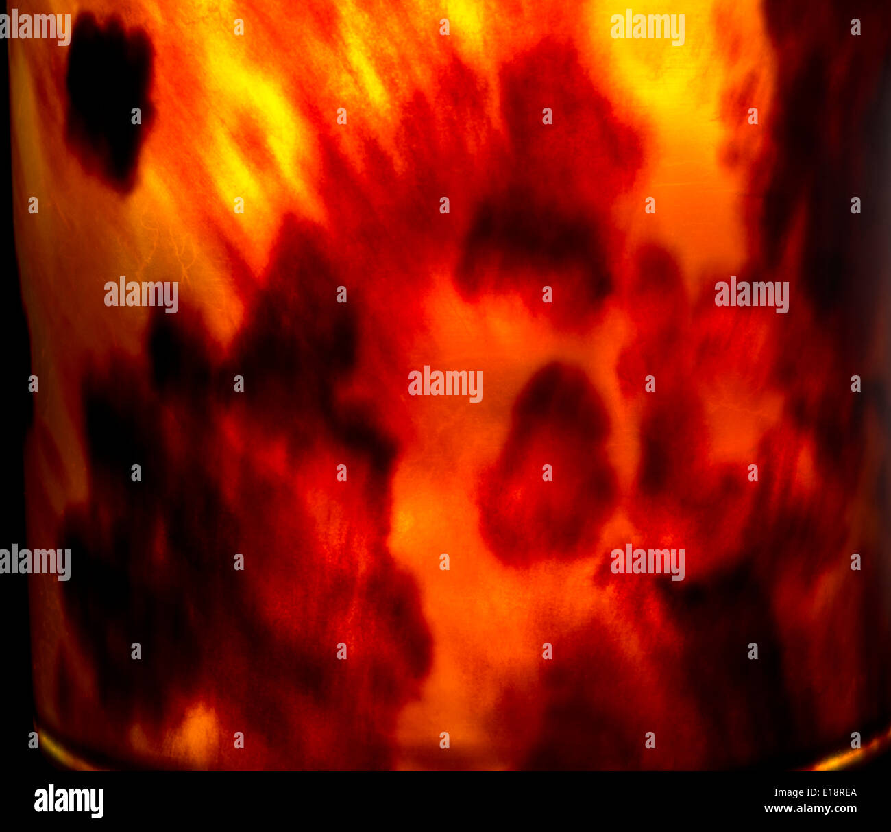 Prodotto tartaruga, retroilluminato per mostrare pattern. Foto Stock