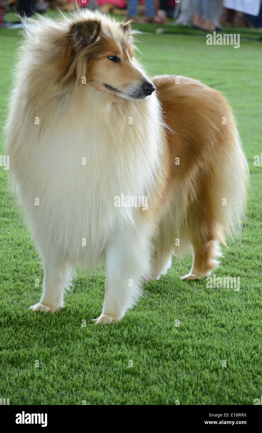 Collie ruvida (anche noto come 'Long-Haired Collie') Foto Stock