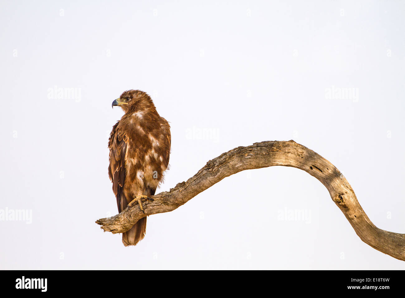 Bruno Eagle (Aquila rapax). Fotografato in Tanzania Foto Stock