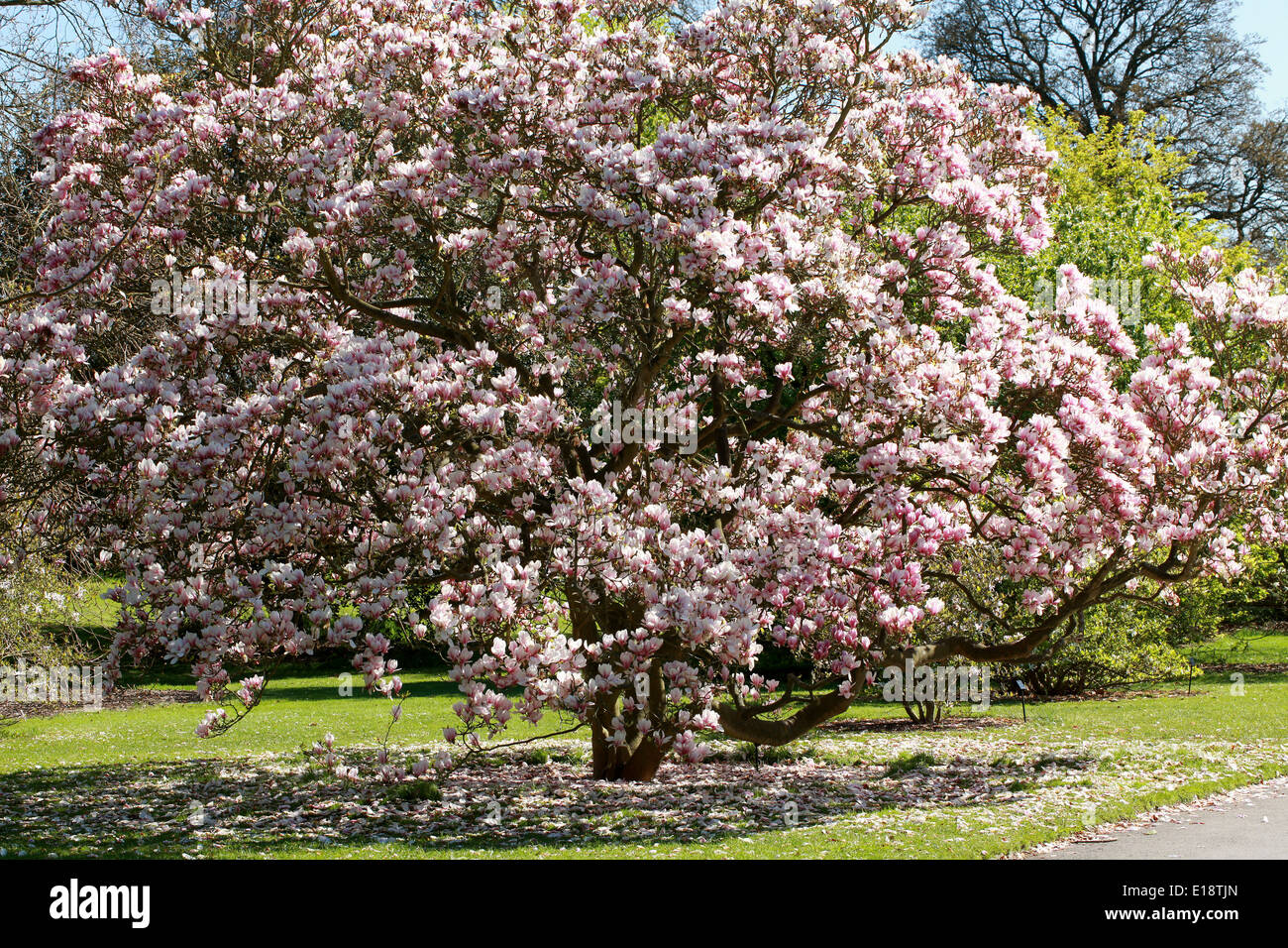 Piattino Magnolia, Magnolia soulangeana x, della Magnoliacee. Foto Stock
