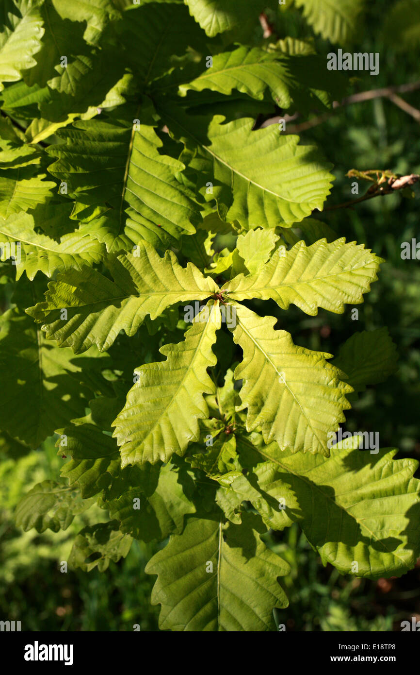 Rovere mongola, Quercus mongolica, Fagaceae. Nativo Giappone, Sud Kuriles, Sakhalin, Manciuria, centrale e nord della Cina. Foto Stock