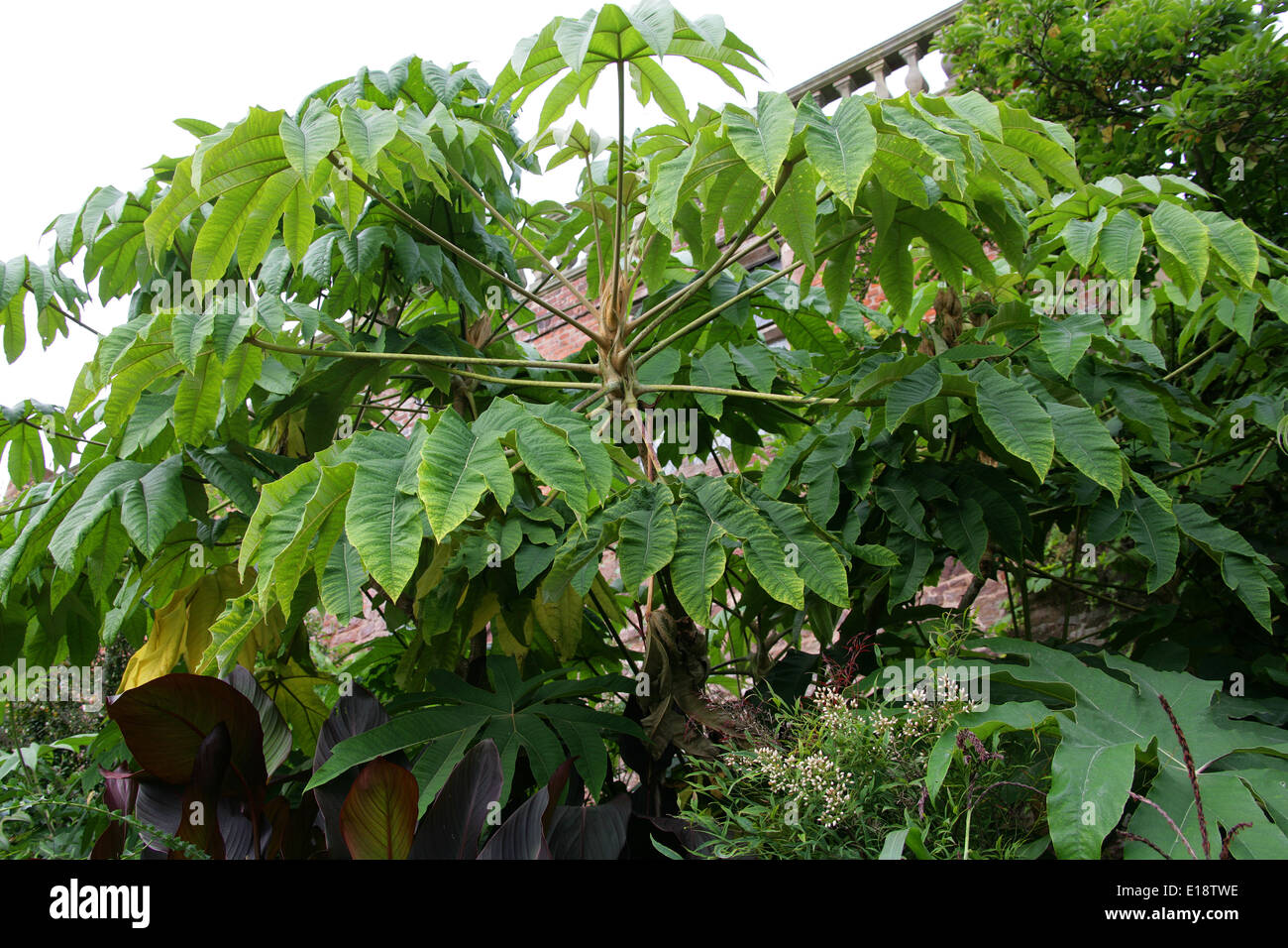 Con carta di riso pianta, Tetrapanax papyrifer, Araliaceae. Crescendo in Powys Giardini di Castello, il Galles. Foto Stock
