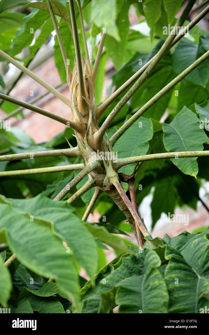 Con carta di riso pianta, Tetrapanax papyrifer, Araliaceae. Crescendo in Powys Giardini di Castello, il Galles. Foto Stock