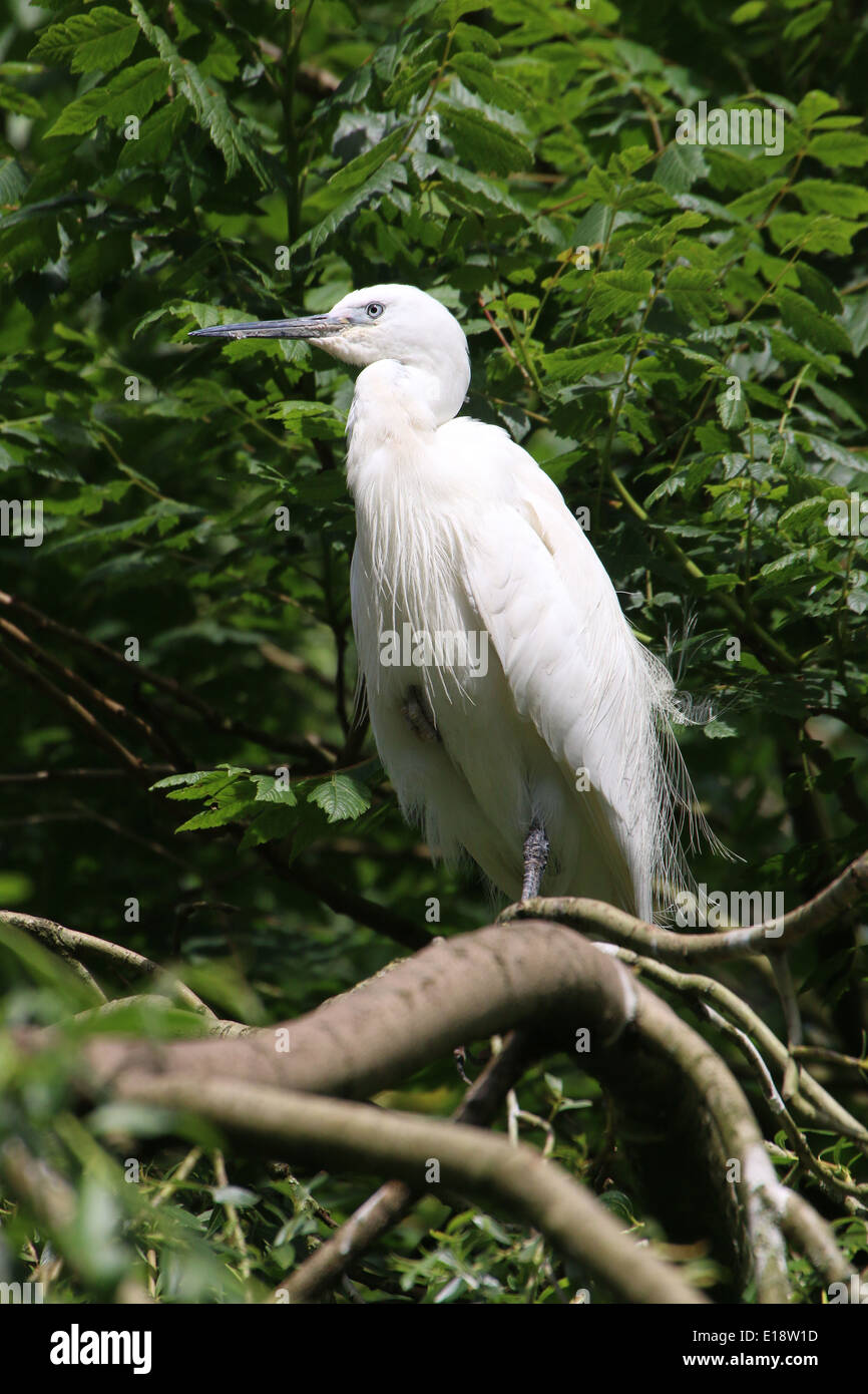 Garzetta (Egretta garzetta) in posa su di un ramo Foto Stock