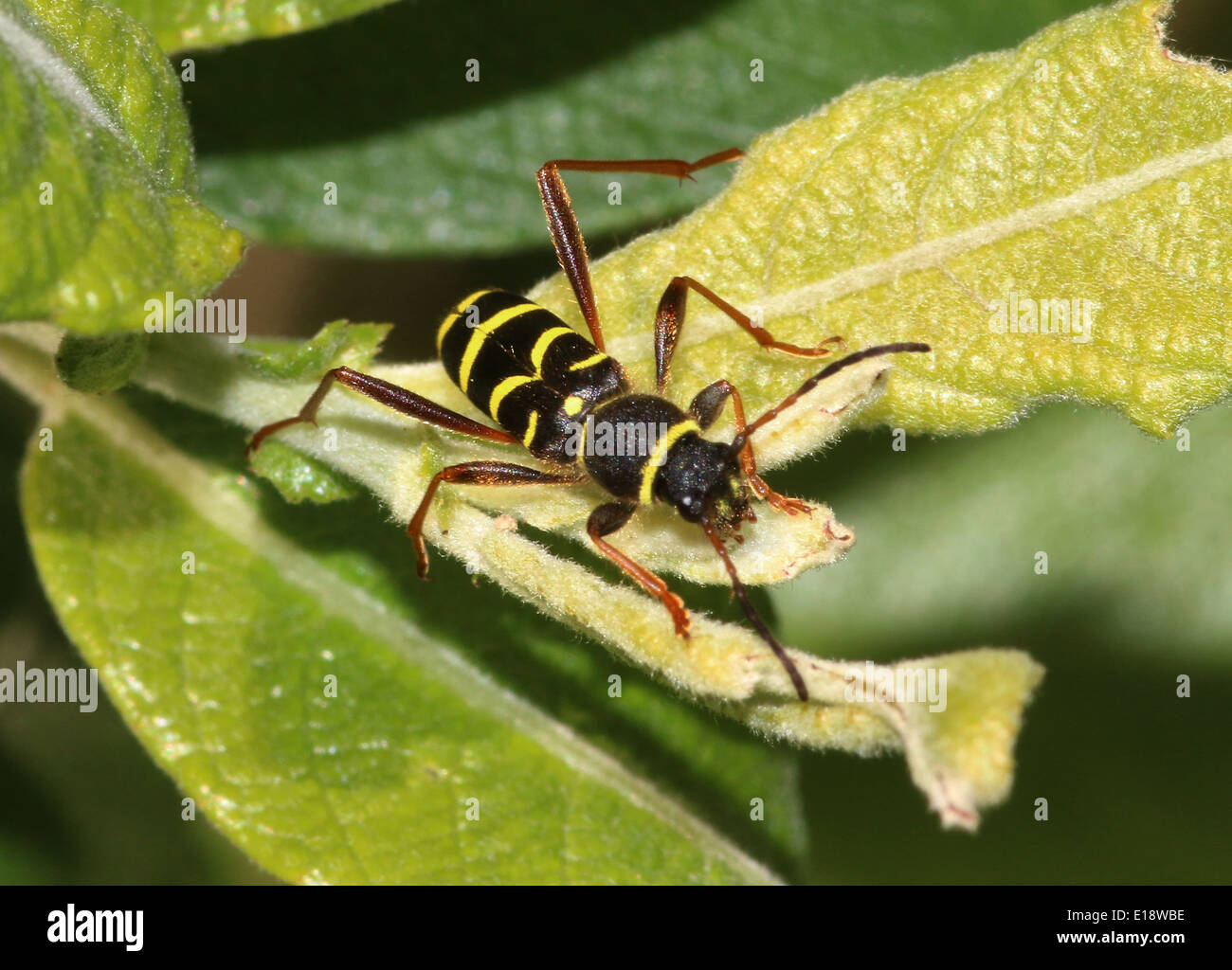 Wasp beetle (Clytus arietis), una vespa-mimando longhorn beetle specie in genere Clytus. Foto Stock