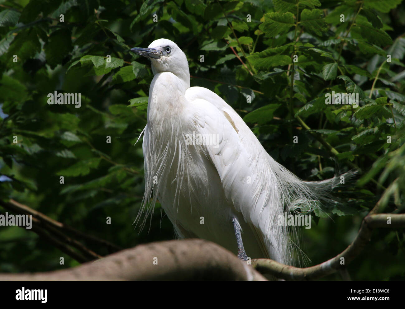 Garzetta (Egretta garzetta) in posa su di un ramo Foto Stock