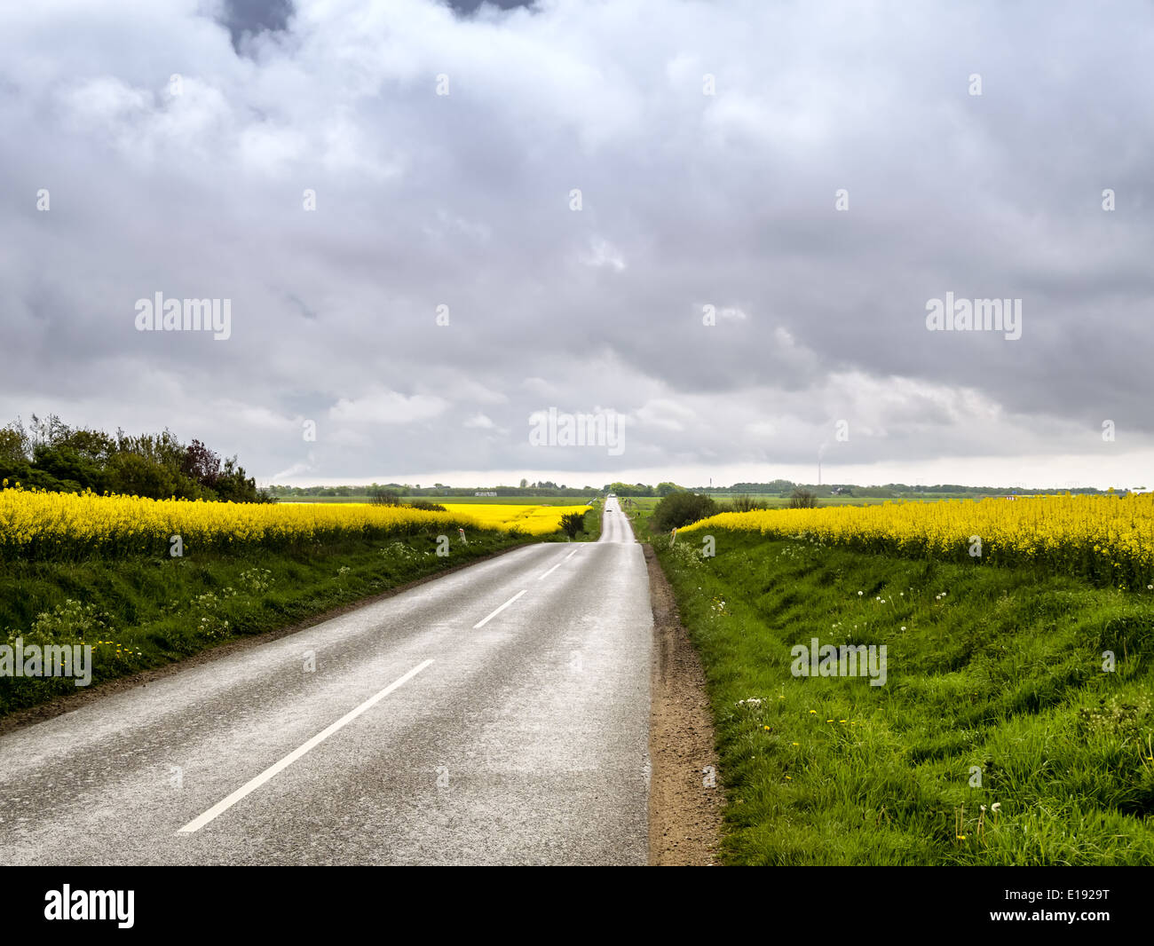 Strada di campagna con giallo campi di senape, Danimarca Foto Stock