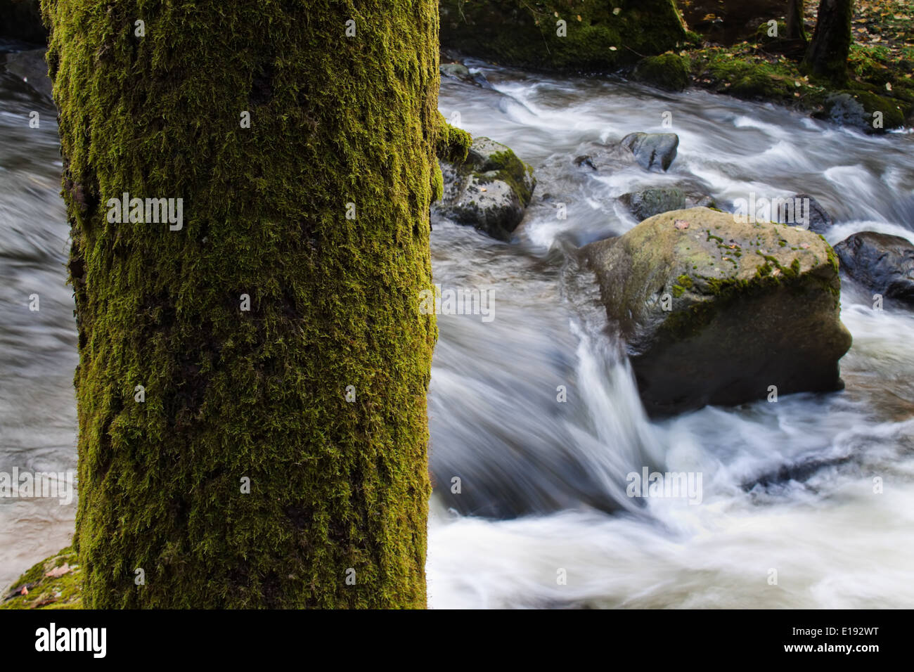 Ein Bach flieflendem mit Wasser und Steinen (Felsen) Foto Stock