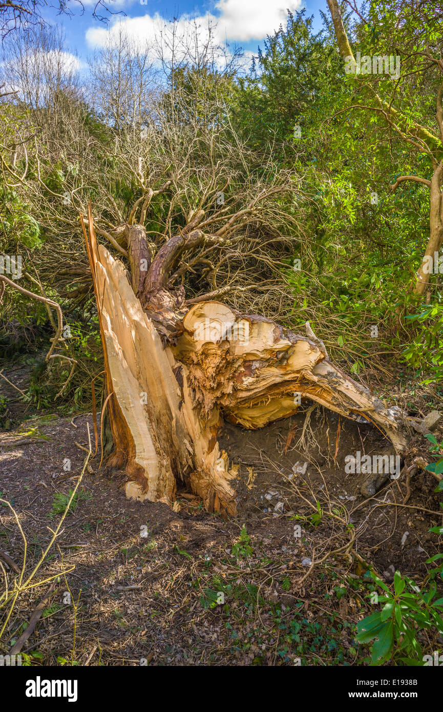 Una matura conifera albero in un piccolo bosco si è staccata al livello del suolo da gale force venti esponendo il tronco interno Foto Stock