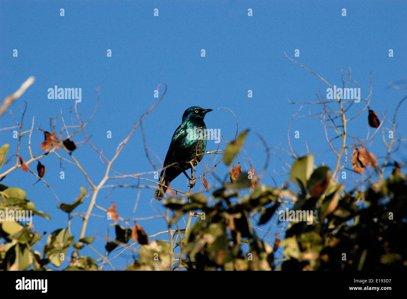 Il Cape Starling, rosso lucido con spallamento-starling o Cape Glossy Starling (Lamprotornis nitens) Sud Africa Foto Stock
